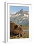 Brown Bear and Coastal Mountains, Katmai National Park, Alaska-Paul Souders-Framed Photographic Print