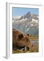 Brown Bear and Coastal Mountains, Katmai National Park, Alaska-Paul Souders-Framed Photographic Print