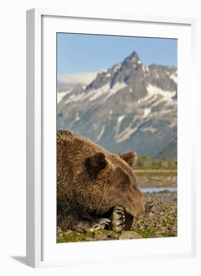 Brown Bear and Coastal Mountains, Katmai National Park, Alaska-Paul Souders-Framed Photographic Print