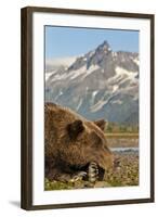 Brown Bear and Coastal Mountains, Katmai National Park, Alaska-Paul Souders-Framed Photographic Print