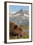 Brown Bear and Coastal Mountains, Katmai National Park, Alaska-Paul Souders-Framed Photographic Print