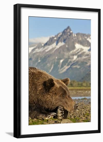 Brown Bear and Coastal Mountains, Katmai National Park, Alaska-Paul Souders-Framed Photographic Print