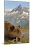 Brown Bear and Coastal Mountains, Katmai National Park, Alaska-Paul Souders-Mounted Photographic Print