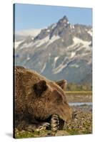 Brown Bear and Coastal Mountains, Katmai National Park, Alaska-Paul Souders-Stretched Canvas