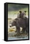 Brown Bear and Cub, Katmai National Park, Alaska-Paul Souders-Framed Stretched Canvas