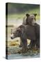 Brown Bear and Cub, Katmai National Park, Alaska-Paul Souders-Stretched Canvas