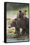 Brown Bear and Cub, Katmai National Park, Alaska-Paul Souders-Framed Stretched Canvas