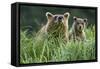 Brown Bear and Cub, Katmai National Park, Alaska-Paul Souders-Framed Stretched Canvas