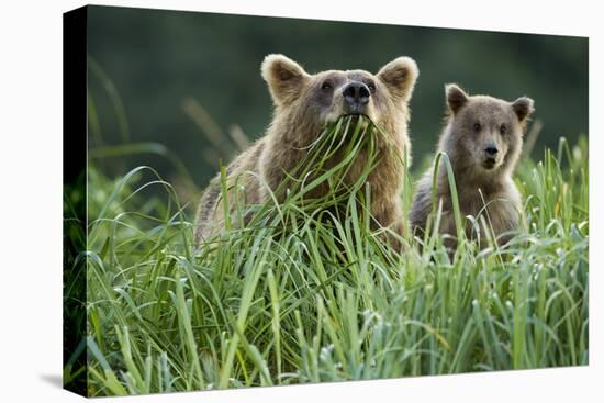 Brown Bear and Cub, Katmai National Park, Alaska-Paul Souders-Stretched Canvas