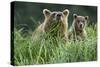 Brown Bear and Cub, Katmai National Park, Alaska-Paul Souders-Stretched Canvas