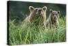 Brown Bear and Cub, Katmai National Park, Alaska-Paul Souders-Stretched Canvas