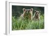 Brown Bear and Cub, Katmai National Park, Alaska-Paul Souders-Framed Premium Photographic Print