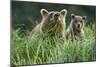 Brown Bear and Cub, Katmai National Park, Alaska-Paul Souders-Mounted Premium Photographic Print