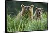 Brown Bear and Cub, Katmai National Park, Alaska-Paul Souders-Framed Stretched Canvas