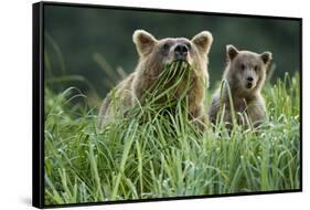 Brown Bear and Cub, Katmai National Park, Alaska-Paul Souders-Framed Stretched Canvas