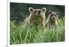 Brown Bear and Cub, Katmai National Park, Alaska-Paul Souders-Framed Photographic Print