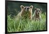 Brown Bear and Cub, Katmai National Park, Alaska-Paul Souders-Framed Photographic Print