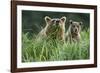 Brown Bear and Cub, Katmai National Park, Alaska-Paul Souders-Framed Photographic Print