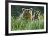 Brown Bear and Cub, Katmai National Park, Alaska-Paul Souders-Framed Photographic Print