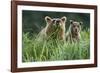 Brown Bear and Cub, Katmai National Park, Alaska-Paul Souders-Framed Photographic Print