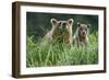 Brown Bear and Cub, Katmai National Park, Alaska-Paul Souders-Framed Photographic Print