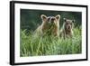 Brown Bear and Cub, Katmai National Park, Alaska-Paul Souders-Framed Photographic Print