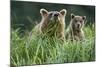 Brown Bear and Cub, Katmai National Park, Alaska-Paul Souders-Mounted Photographic Print