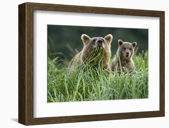 Brown Bear and Cub, Katmai National Park, Alaska-Paul Souders-Framed Photographic Print