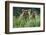 Brown Bear and Cub, Katmai National Park, Alaska-Paul Souders-Framed Photographic Print