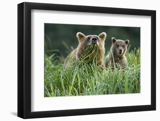 Brown Bear and Cub, Katmai National Park, Alaska-Paul Souders-Framed Photographic Print