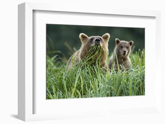 Brown Bear and Cub, Katmai National Park, Alaska-Paul Souders-Framed Photographic Print