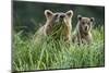 Brown Bear and Cub, Katmai National Park, Alaska-Paul Souders-Mounted Photographic Print