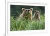 Brown Bear and Cub, Katmai National Park, Alaska-Paul Souders-Framed Photographic Print