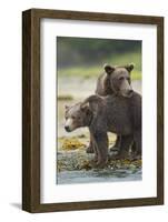 Brown Bear and Cub, Katmai National Park, Alaska-Paul Souders-Framed Photographic Print