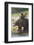 Brown Bear and Cub, Katmai National Park, Alaska-Paul Souders-Framed Photographic Print