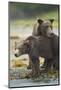 Brown Bear and Cub, Katmai National Park, Alaska-Paul Souders-Mounted Photographic Print