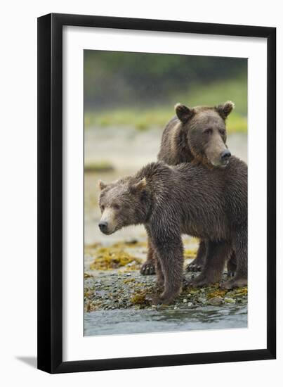 Brown Bear and Cub, Katmai National Park, Alaska-Paul Souders-Framed Photographic Print