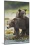 Brown Bear and Cub, Katmai National Park, Alaska-Paul Souders-Mounted Photographic Print