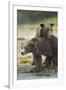 Brown Bear and Cub, Katmai National Park, Alaska-Paul Souders-Framed Photographic Print