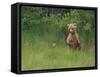 Brown Bear and Cub Standing in Tall Grass-DLILLC-Framed Stretched Canvas