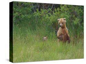 Brown Bear and Cub Standing in Tall Grass-DLILLC-Stretched Canvas