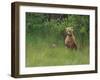 Brown Bear and Cub Standing in Tall Grass-DLILLC-Framed Photographic Print