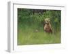 Brown Bear and Cub Standing in Tall Grass-DLILLC-Framed Photographic Print