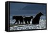 Brown Bear and Cubs, Katmai National Park, Alaska-Paul Souders-Framed Stretched Canvas