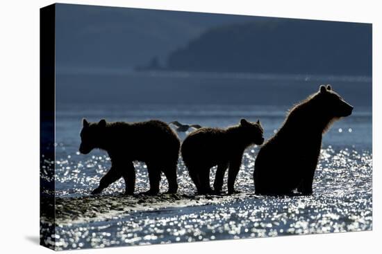 Brown Bear and Cubs, Katmai National Park, Alaska-Paul Souders-Stretched Canvas