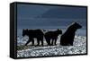 Brown Bear and Cubs, Katmai National Park, Alaska-Paul Souders-Framed Stretched Canvas