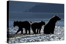 Brown Bear and Cubs, Katmai National Park, Alaska-Paul Souders-Stretched Canvas