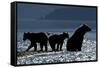 Brown Bear and Cubs, Katmai National Park, Alaska-Paul Souders-Framed Stretched Canvas