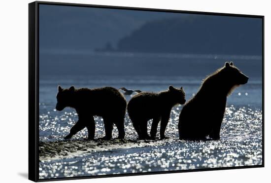 Brown Bear and Cubs, Katmai National Park, Alaska-Paul Souders-Framed Stretched Canvas