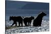 Brown Bear and Cubs, Katmai National Park, Alaska-Paul Souders-Stretched Canvas